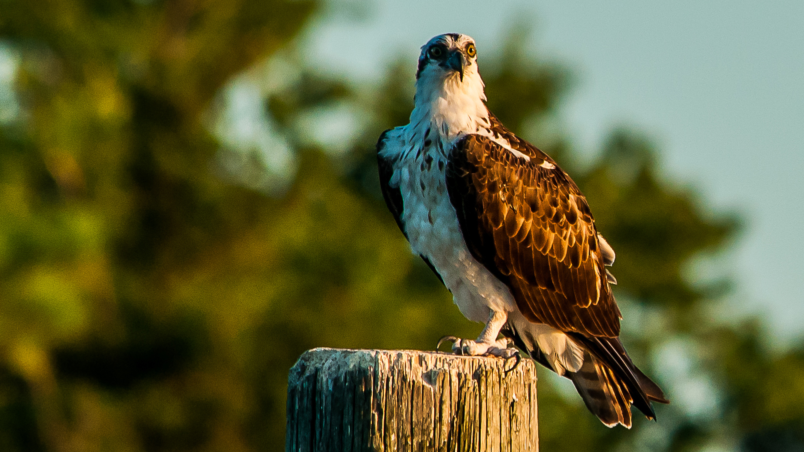 Osprey Nesting In Fort Pickens | Outdoor Gulf Coast of Northwest Florida
